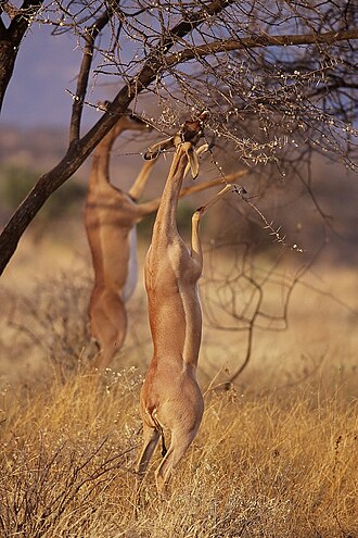 Gerenuk Northern Kenya